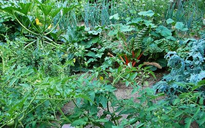 Is Your Vegetable Garden Toxic?